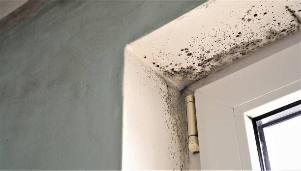 Best Mold Removal for HVAC Installations  in Goldstream, AK