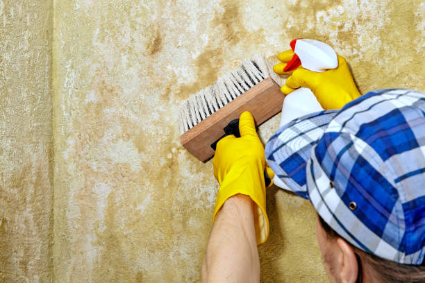 Best Crawl Space Mold Remediation  in Goldstream, AK