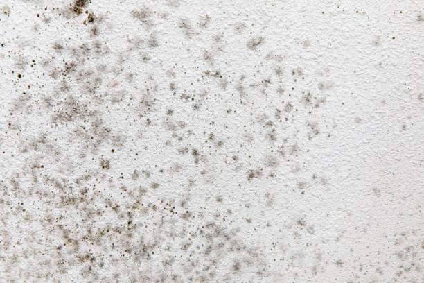 Best Biohazard Mold Removal  in Goldstream, AK