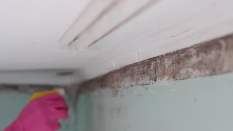 Best Water Damage & Mold Remediation  in Goldstream, AK